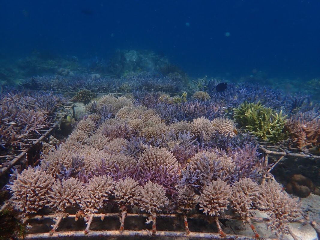 SeaTrek gets guests involved in coral conservation
